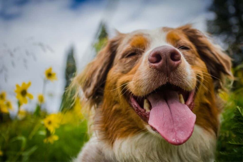 Beautiful Fun Facts About Heckin Dogs