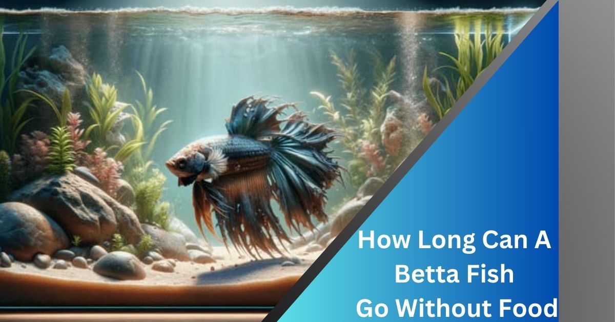 How Long Can A Betta Fish Go Without Food? The Secrets!